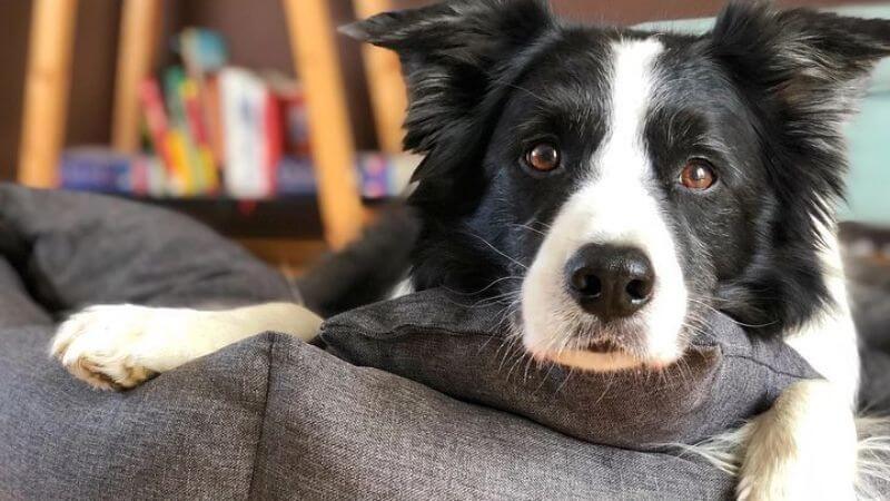 Jak vybrat pelíšek pro psa