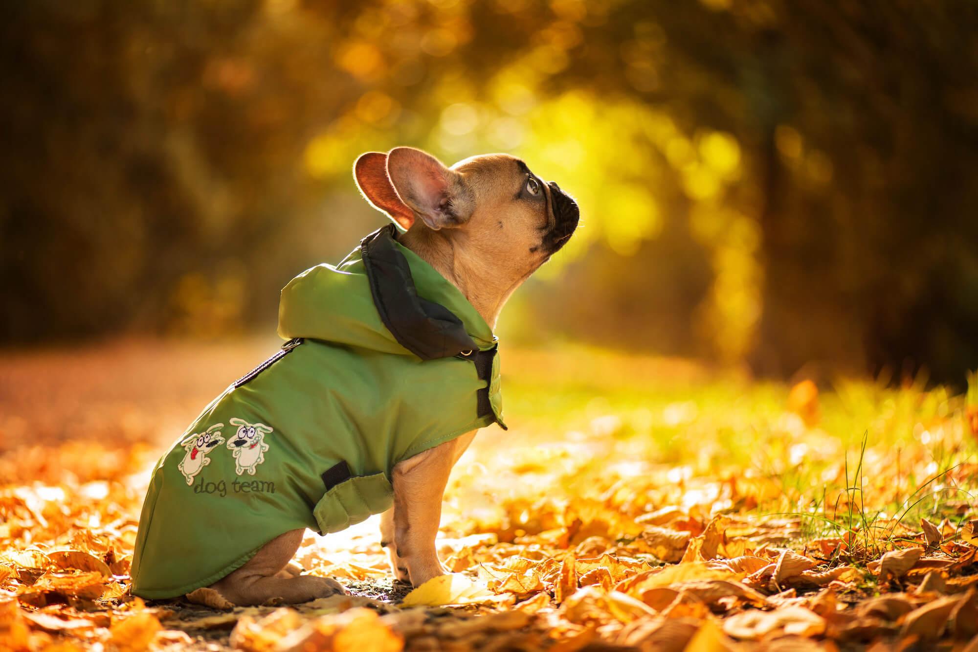 Jak vybavit psí šatník na příchod podzimu?