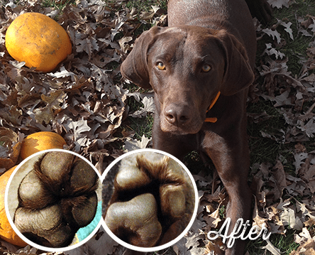 Psí tlapky trpí především v zimě