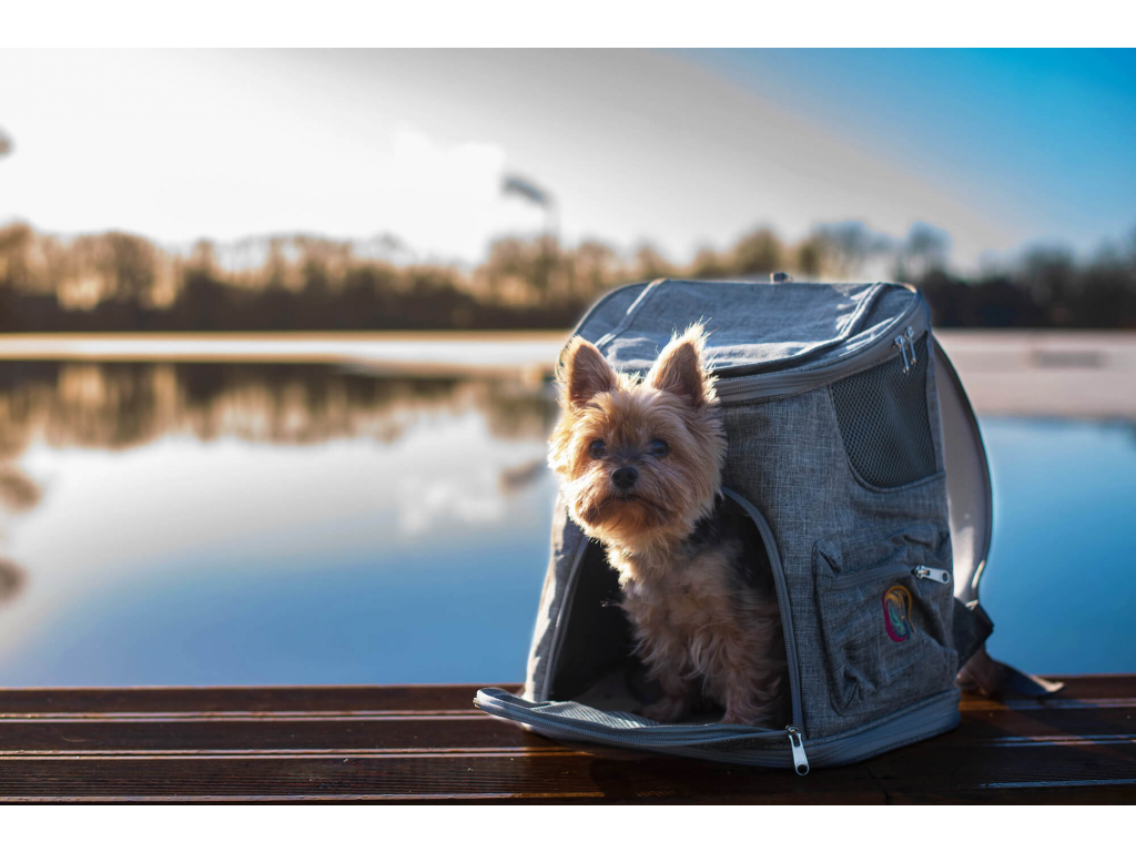 Na co si dát pozor při výběru batohu na psa