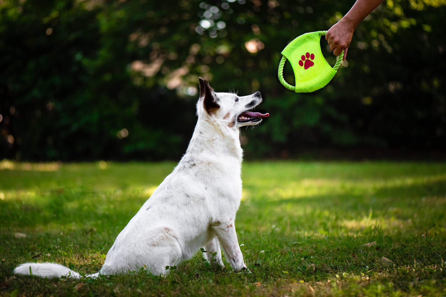 5 způsobů jak zlepšit duševní zdraví u psů