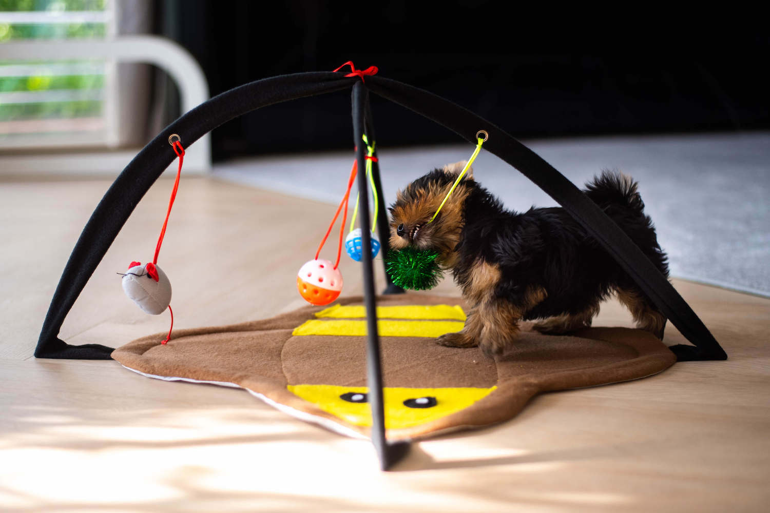 Jak přepočítat psí roky na lidské