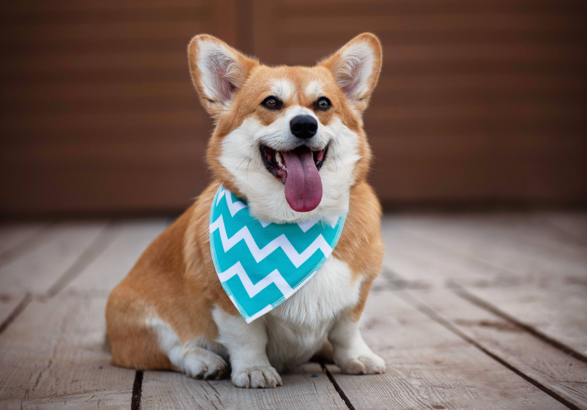 Jak poznat, že je pes přehřátý, a co dělat včas