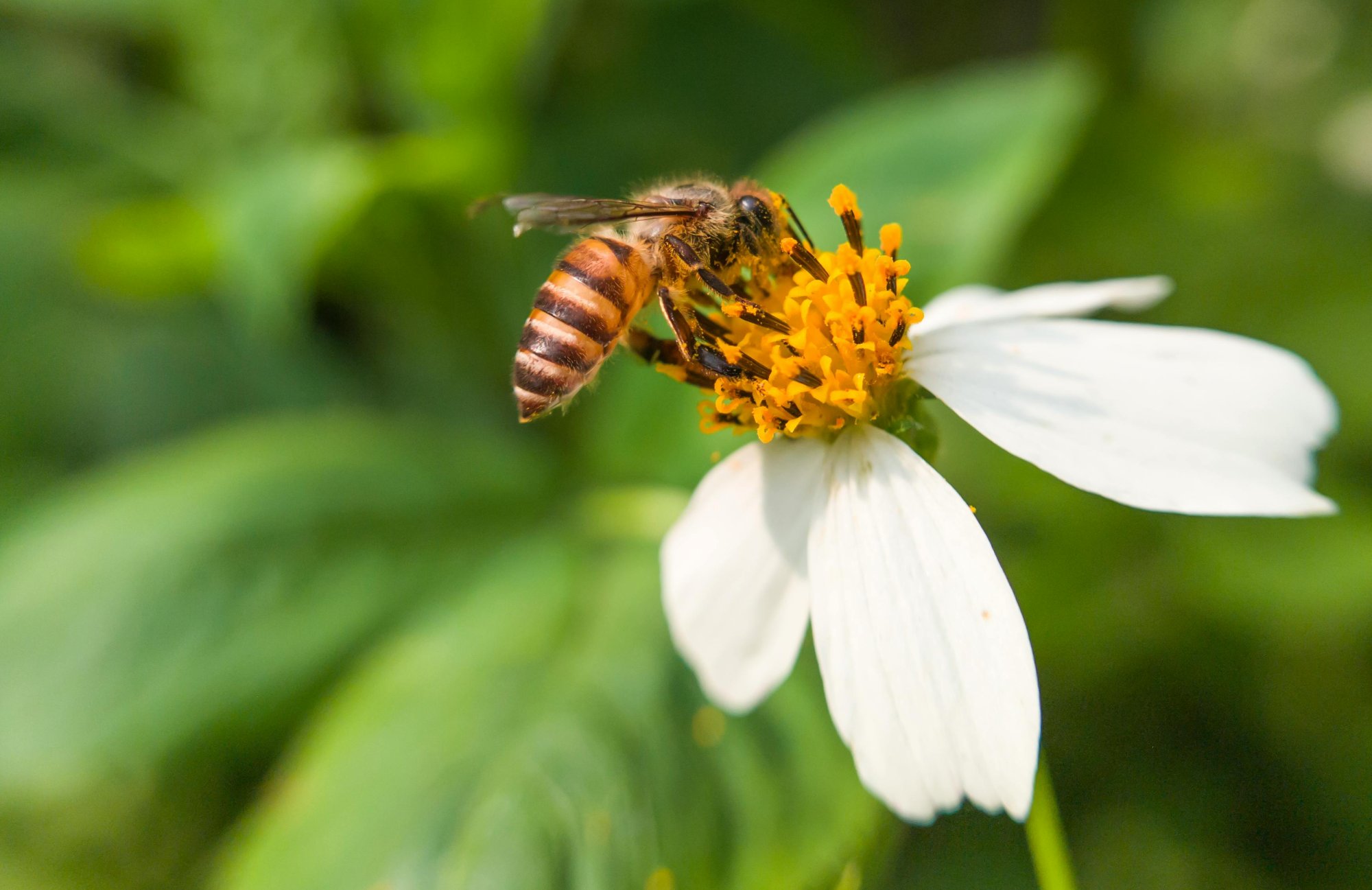 Jak se projevuje alergie na včelí bodnutí u psa