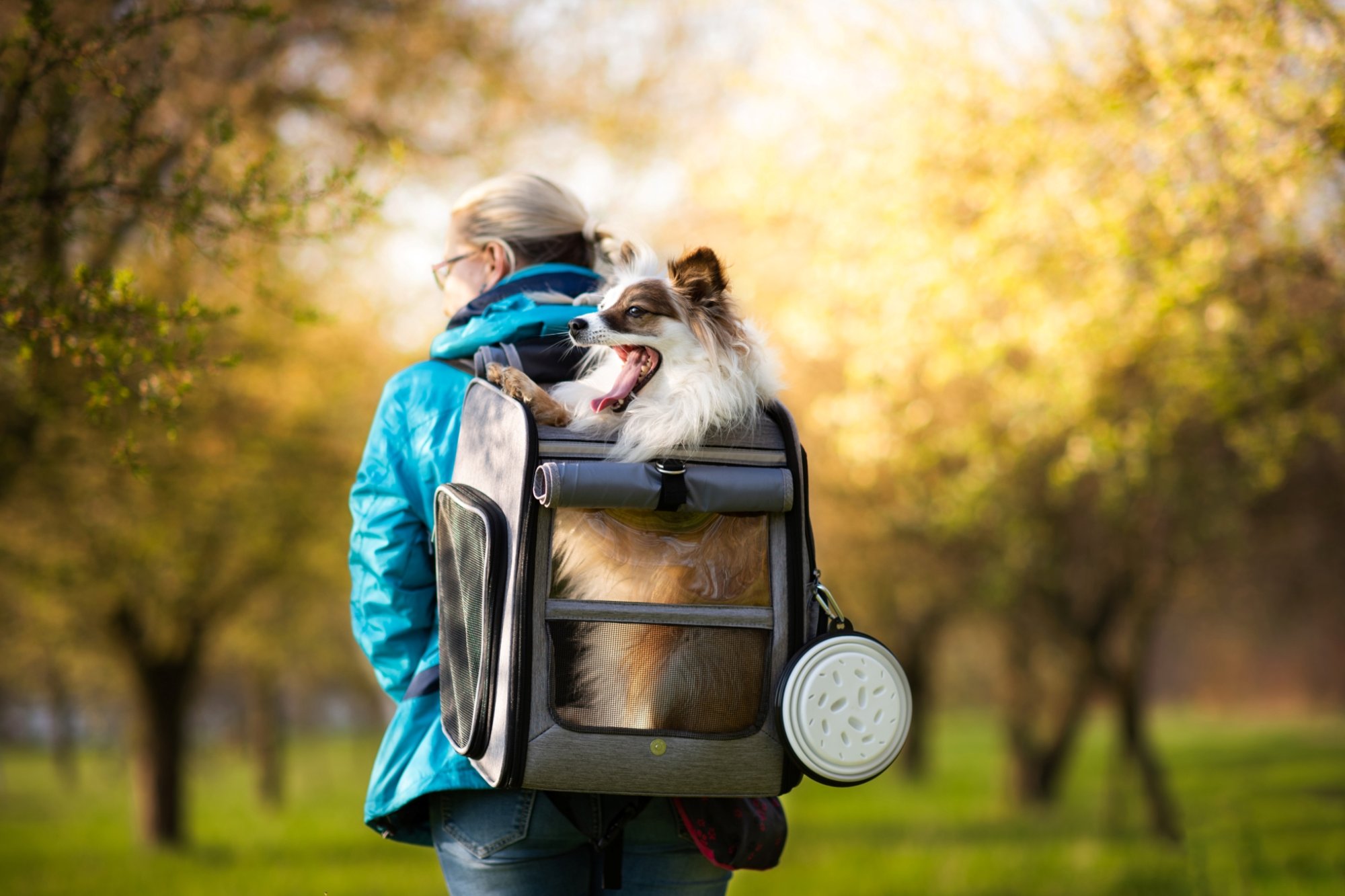 Jaké výhody skrývá batoh pro psa?