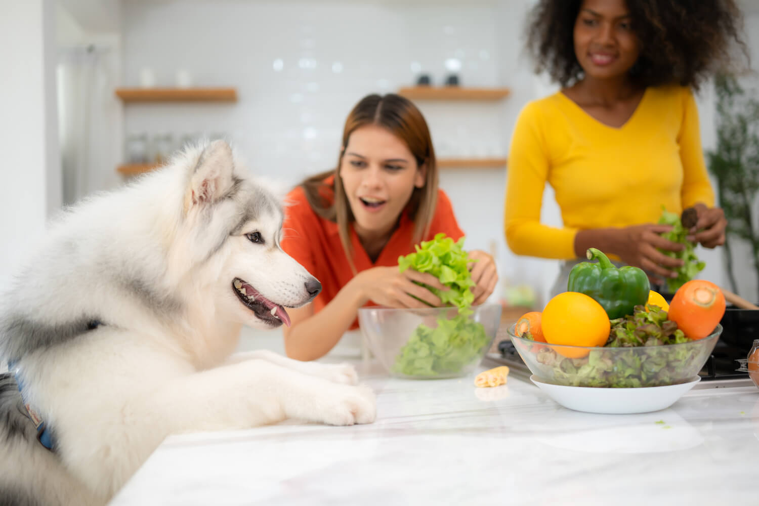 Co pes nesmí jíst: Průvodce pro majitele psů