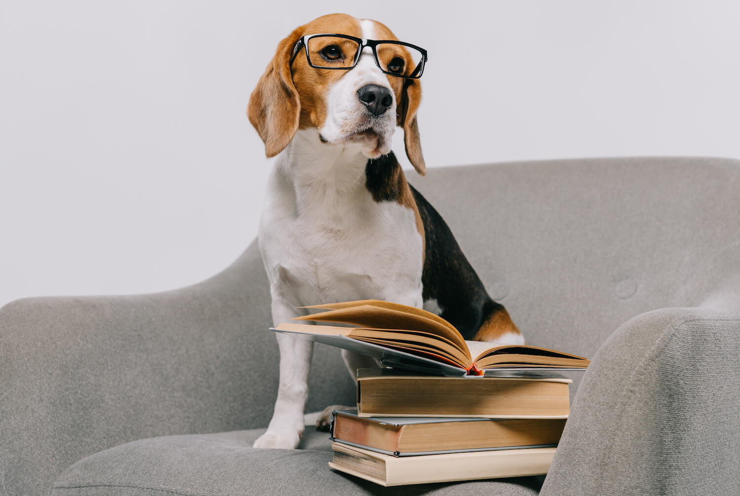 Nejlepší české e-booky o výchově psa