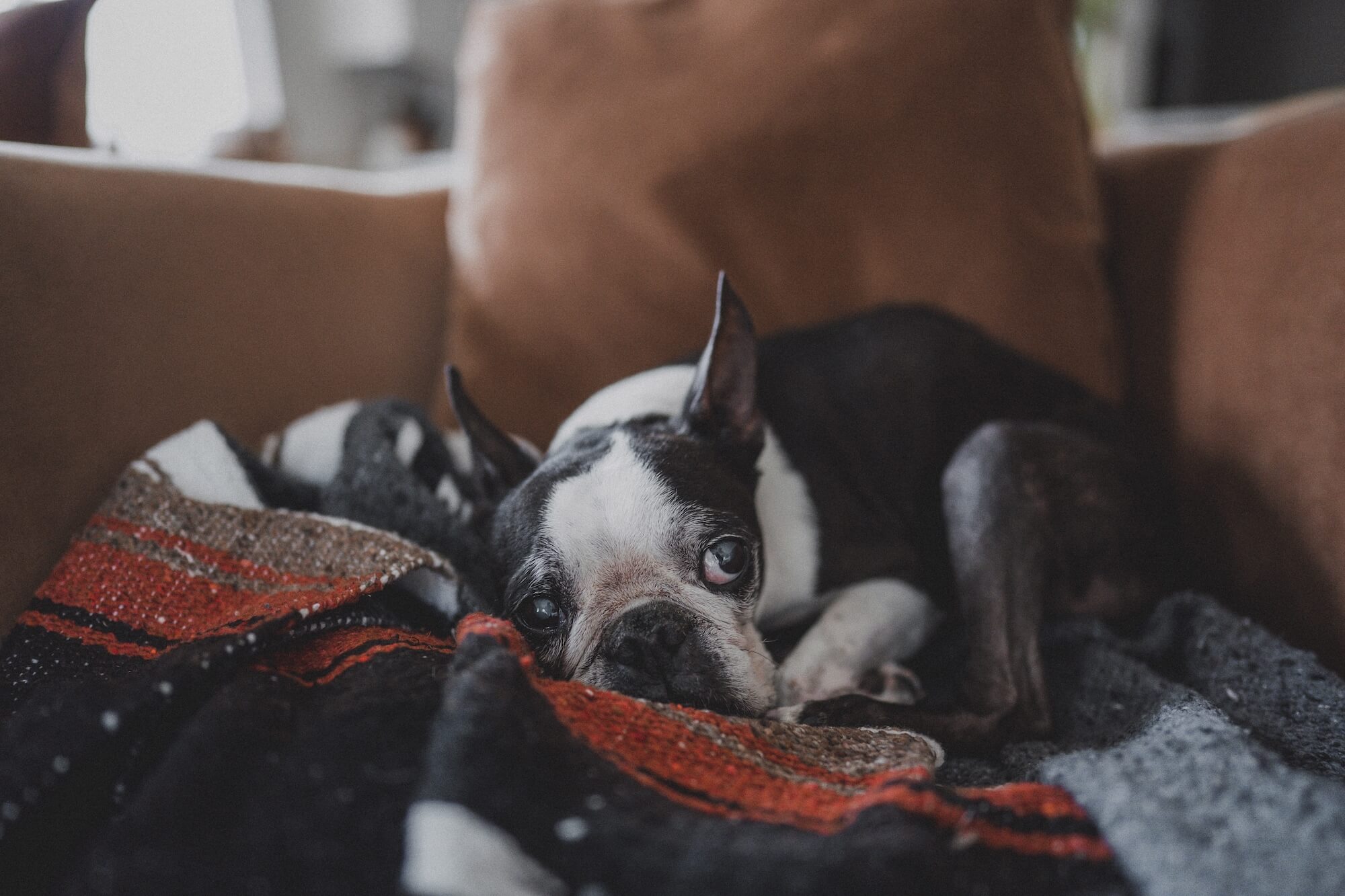 I váš pejsek může trpět depresemi