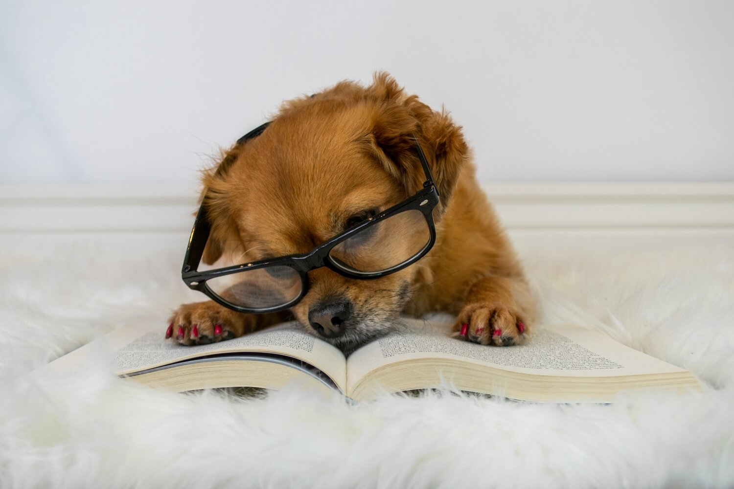 České e-booky, které vám prozradí více o zdraví psů