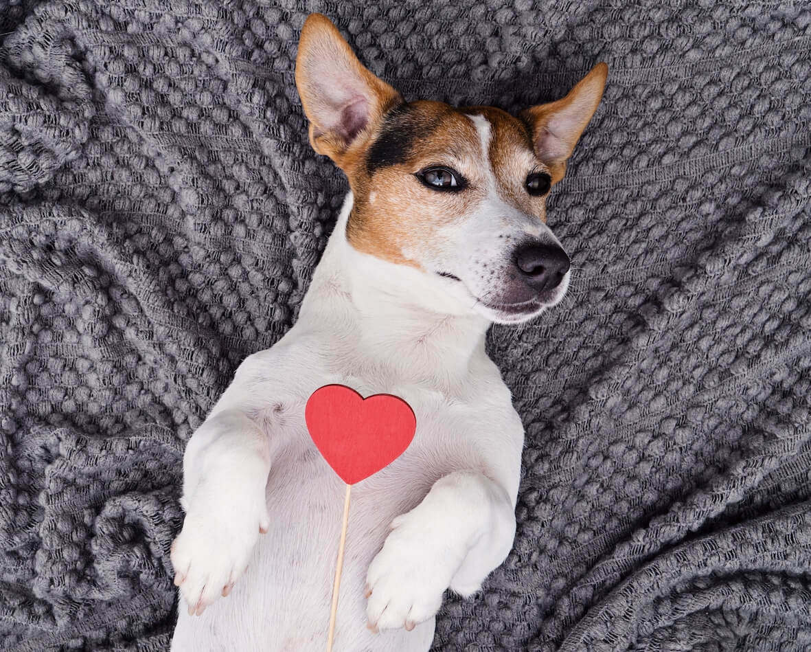 Rozhovor: Adopce krok za krokem, aneb i  pejsek z útulku vám otevře své srdce