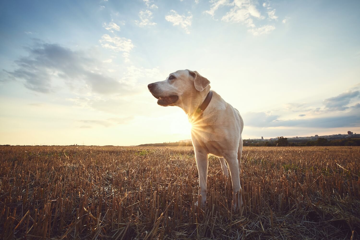 I vašeho pejska mohou potrápit spáleniny od slunce