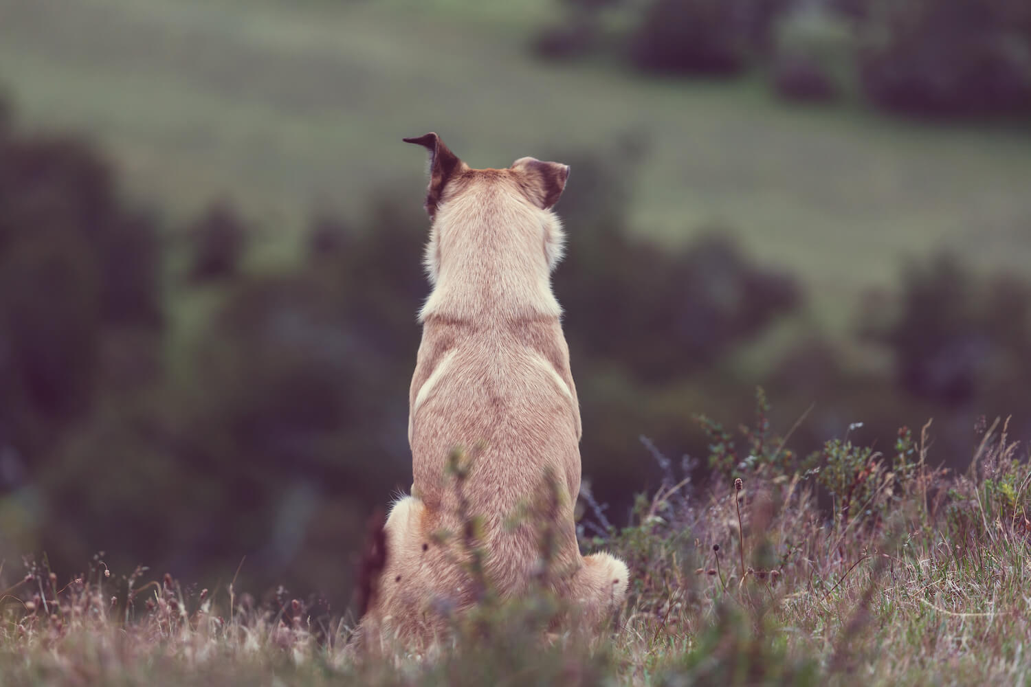Ztráta zvířecího kamaráda – jak psi vnímají ztrátu parťáka?