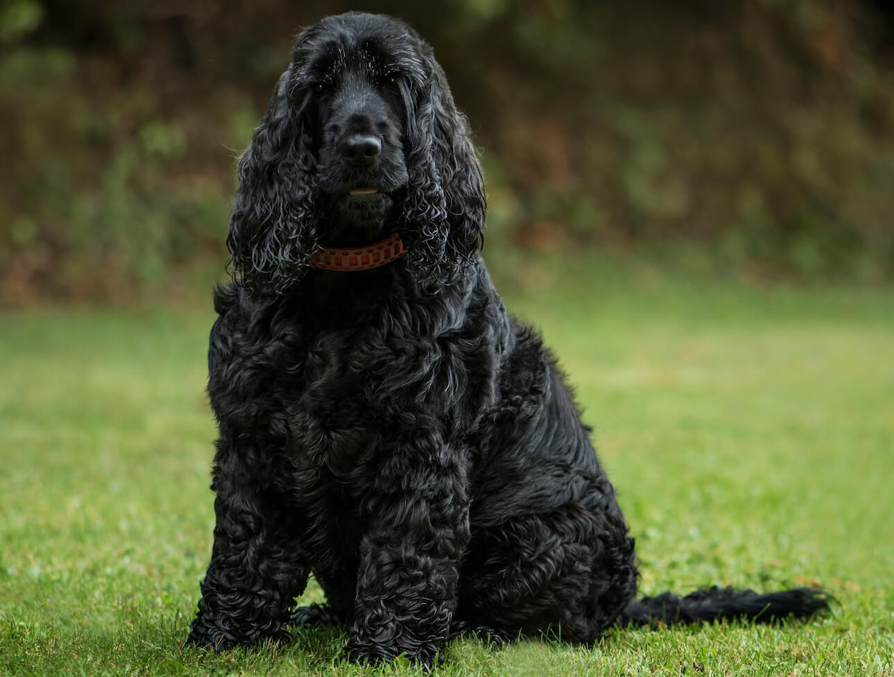 Kterým psím plemenům je vhodné kupírovat ocásky?