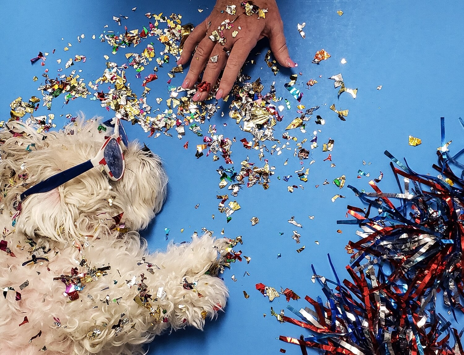 Proč je silvestrovská oslava náporem na psí psychiku?