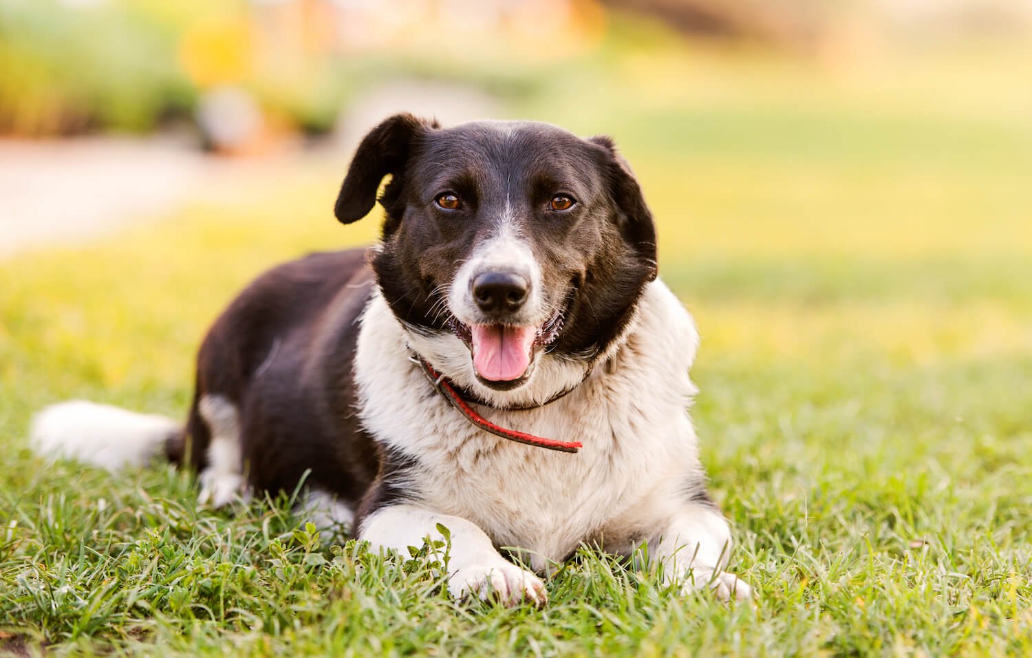Sezóna klíšťat – které nemoci pejskům hrozí?