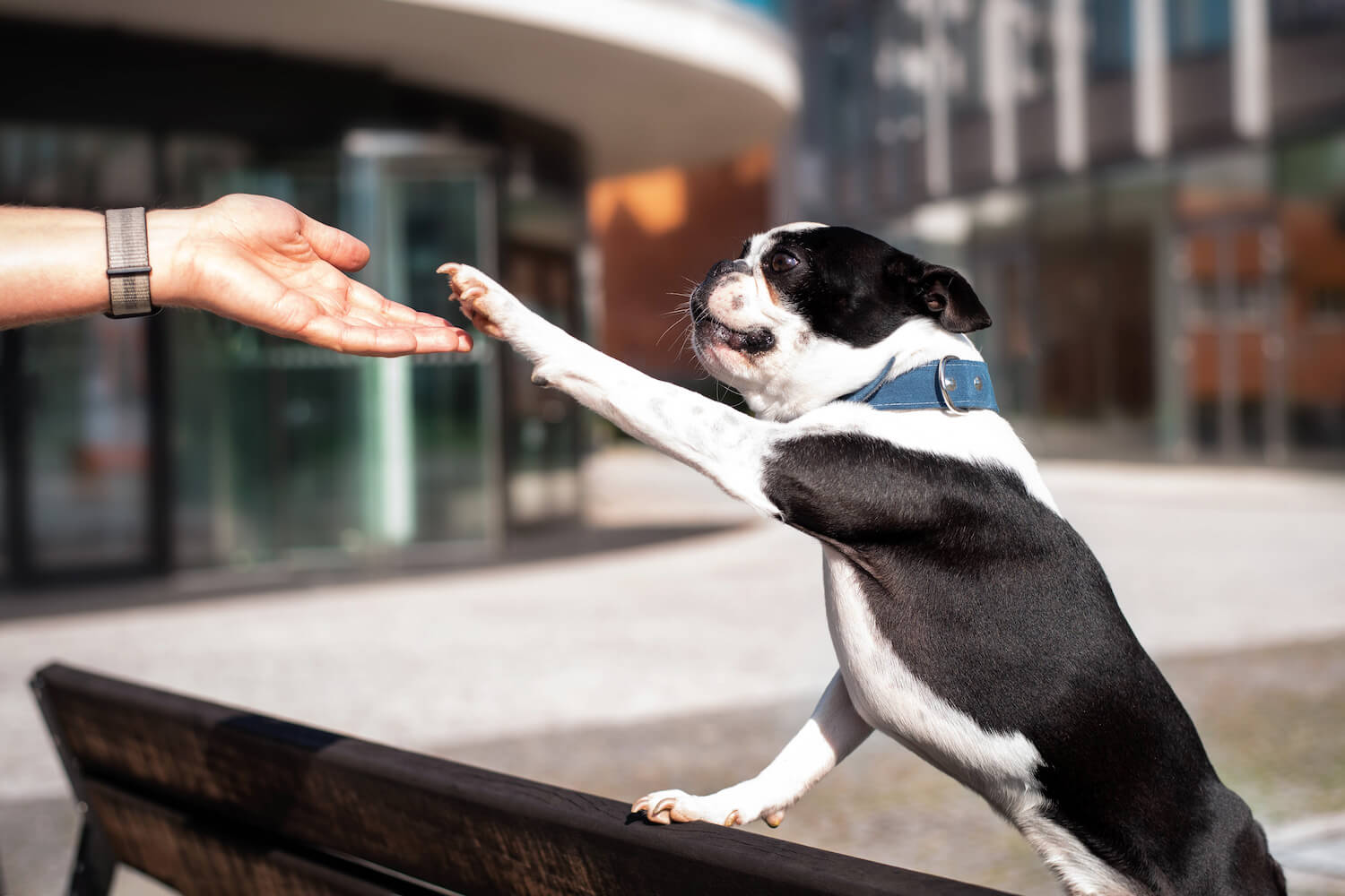 Obojek nebo kšíry? Co bude vašemu pejskovi lépe vyhovovat?