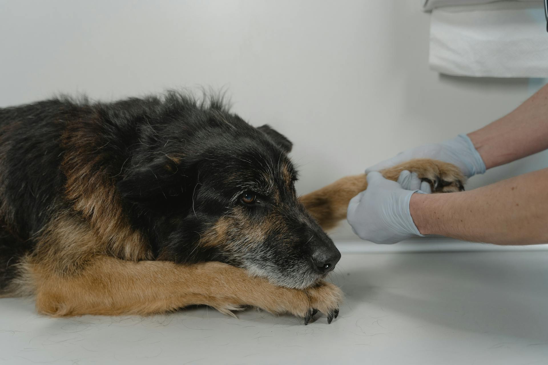 Jak si vybrat správného veterináře?
