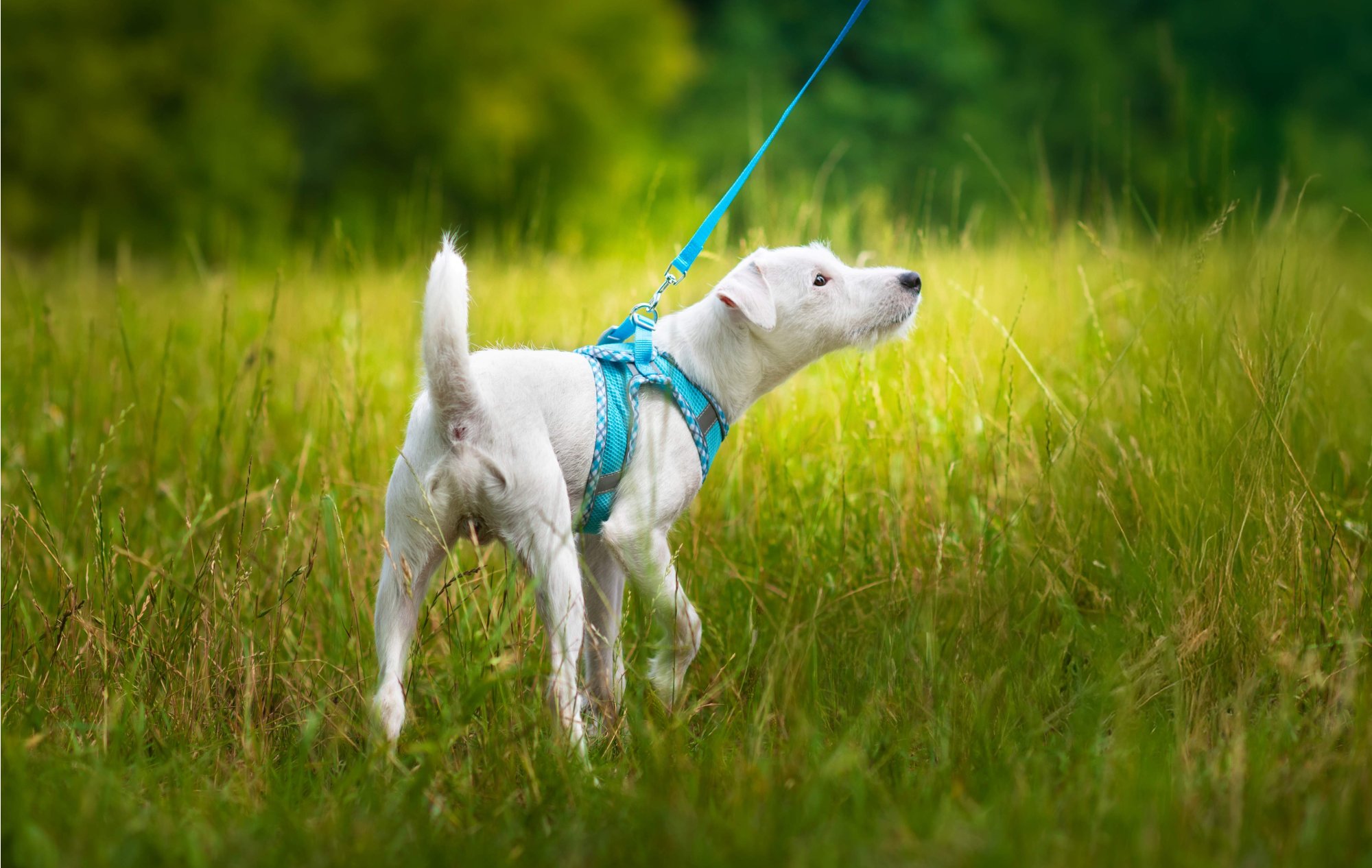 Nejlepší postroje pro psy: jak vybrat správný postroj pro vašeho mazlíčka