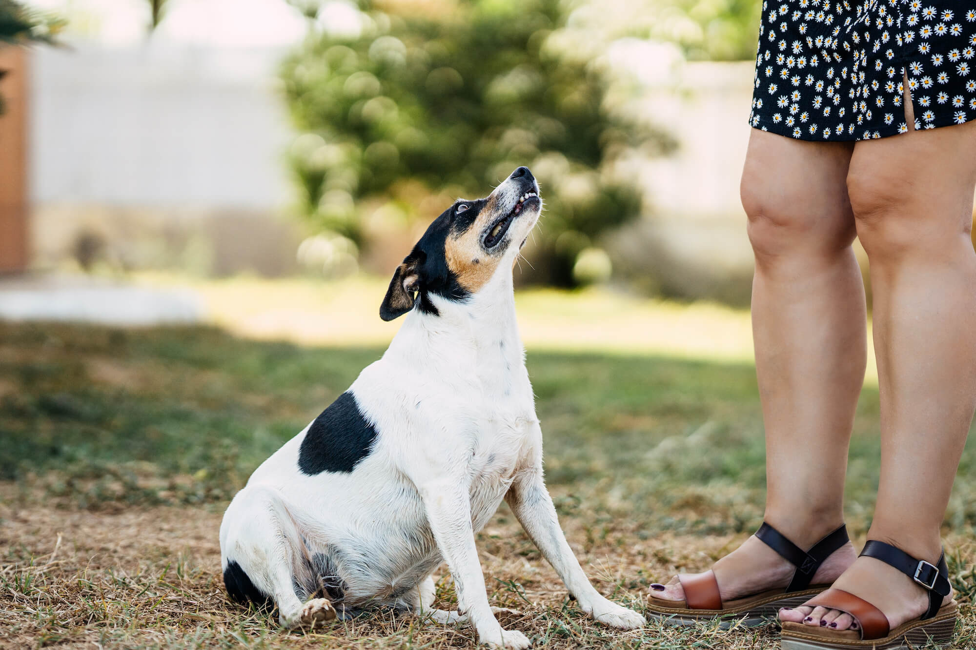Jak bojovat s obezitou u psa?