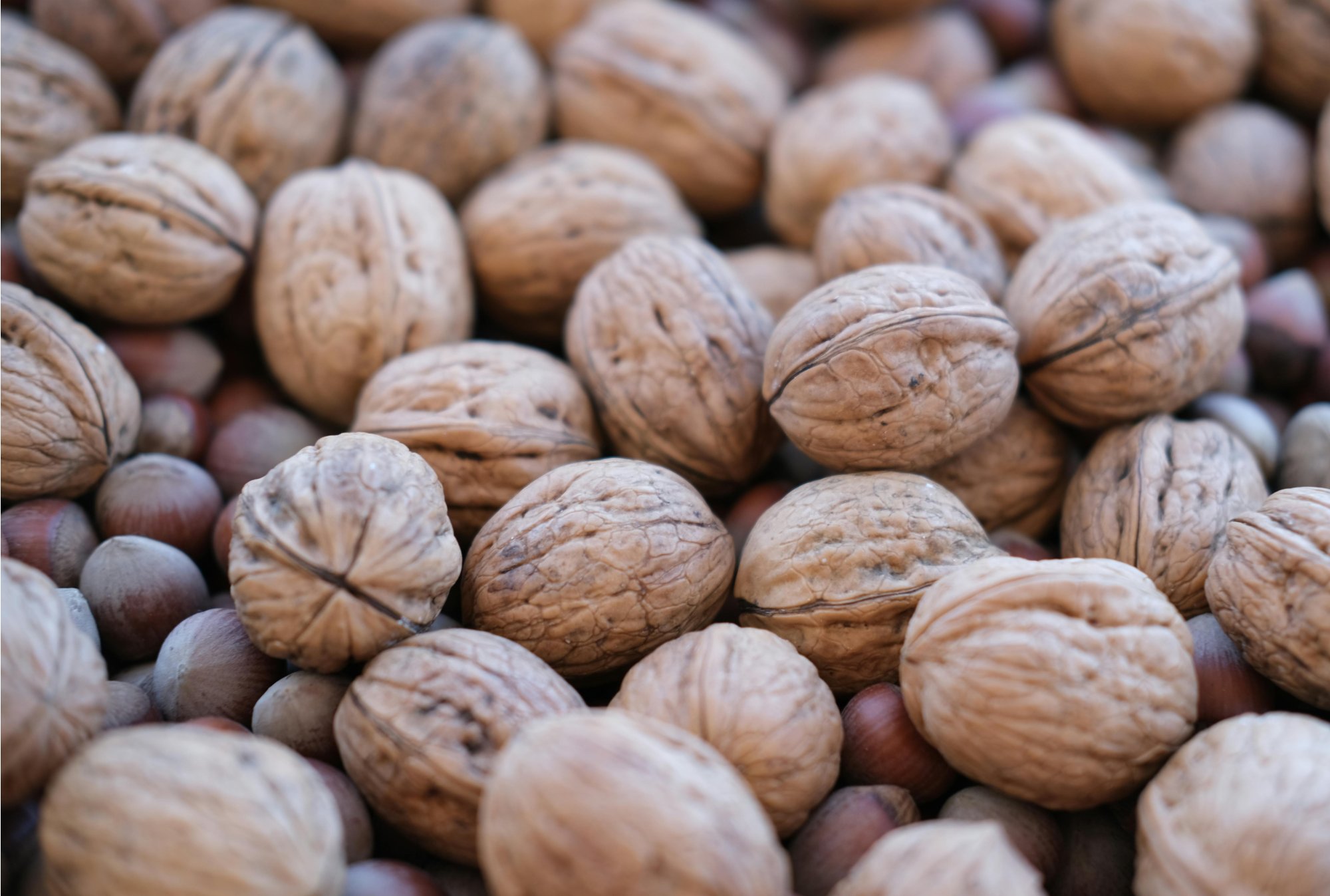 Pes a vlašské ořechy: může je jíst, nebo jsou nebezpečné?