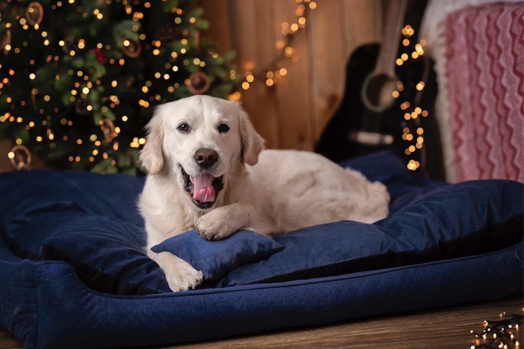 Vánoční pelíšky pro psy – materiály, údržba a velikost