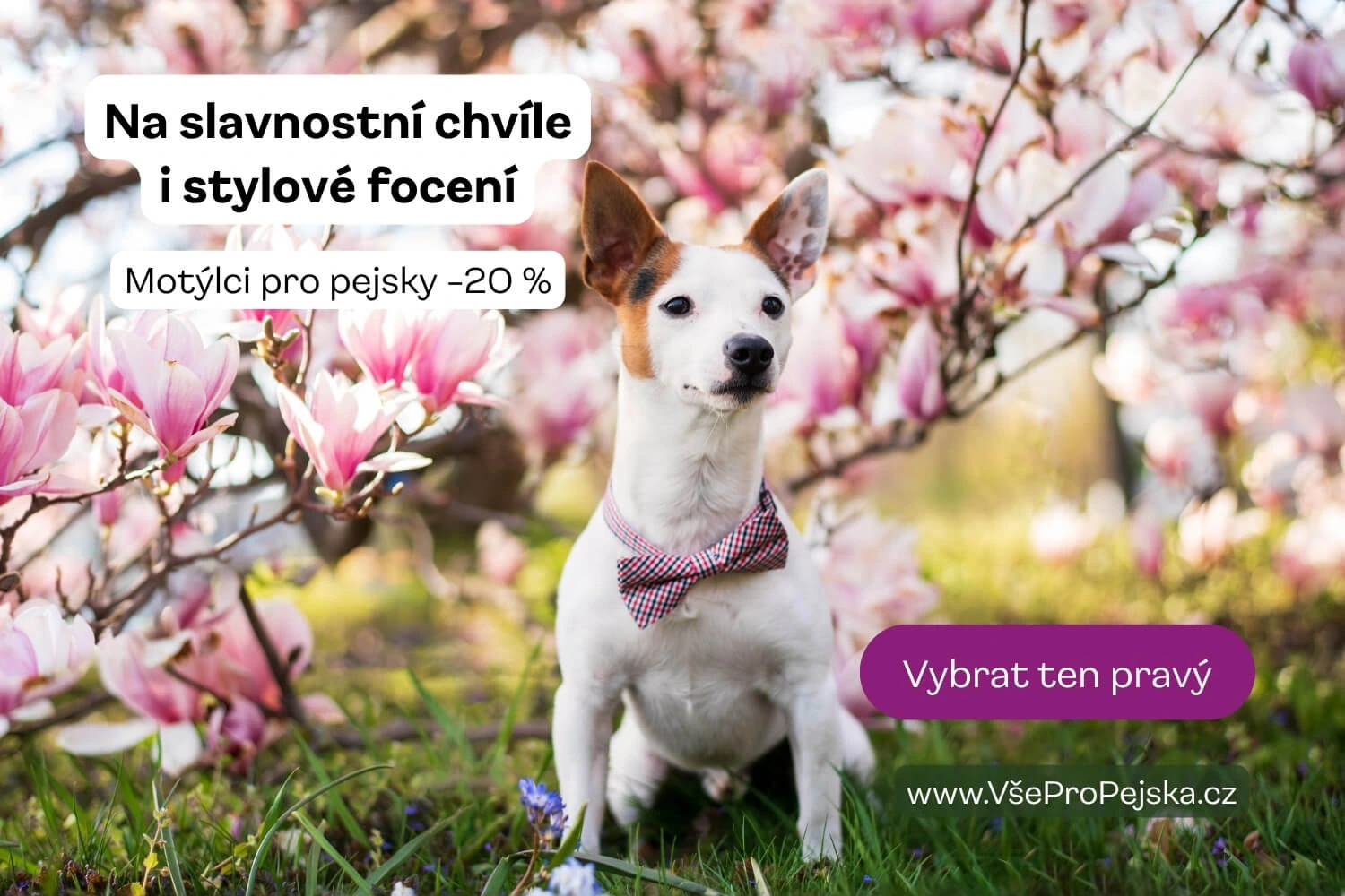 Motýlci pro psy - vsepropejska.cz