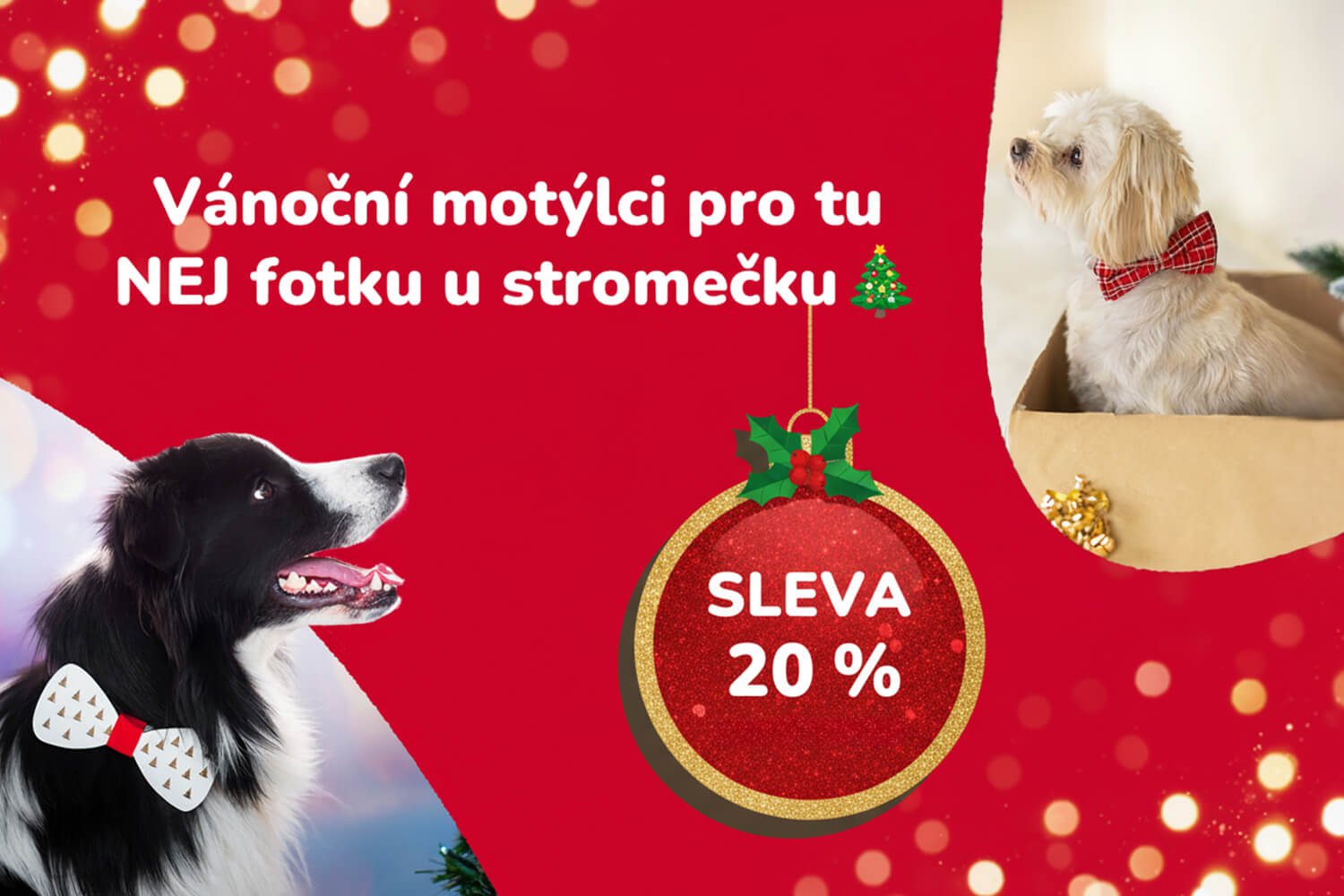 Motýlci pro psy - vsepropejska.cz