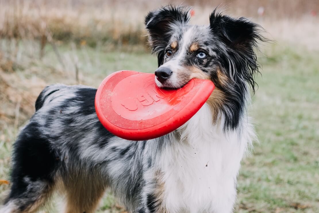 a-australian-shepherd-dog-playing-frisbee-at-a-par-6BEF5D9