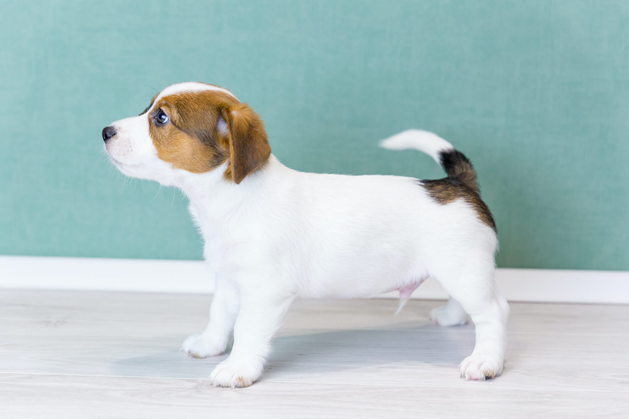 a-beautiful-white-jack-russell-puppy-with-stands-s-2021-10-21-02-26-35-utc