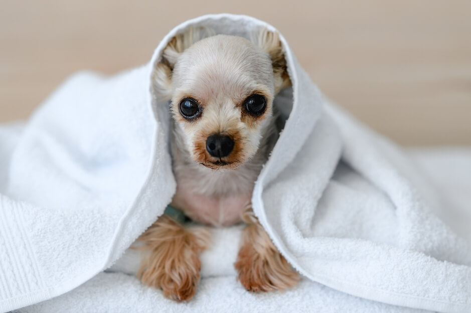 a-small-dog-after-taking-a-bath-sits-wrapped-in-a-2021-12-08-19-51-16-utc