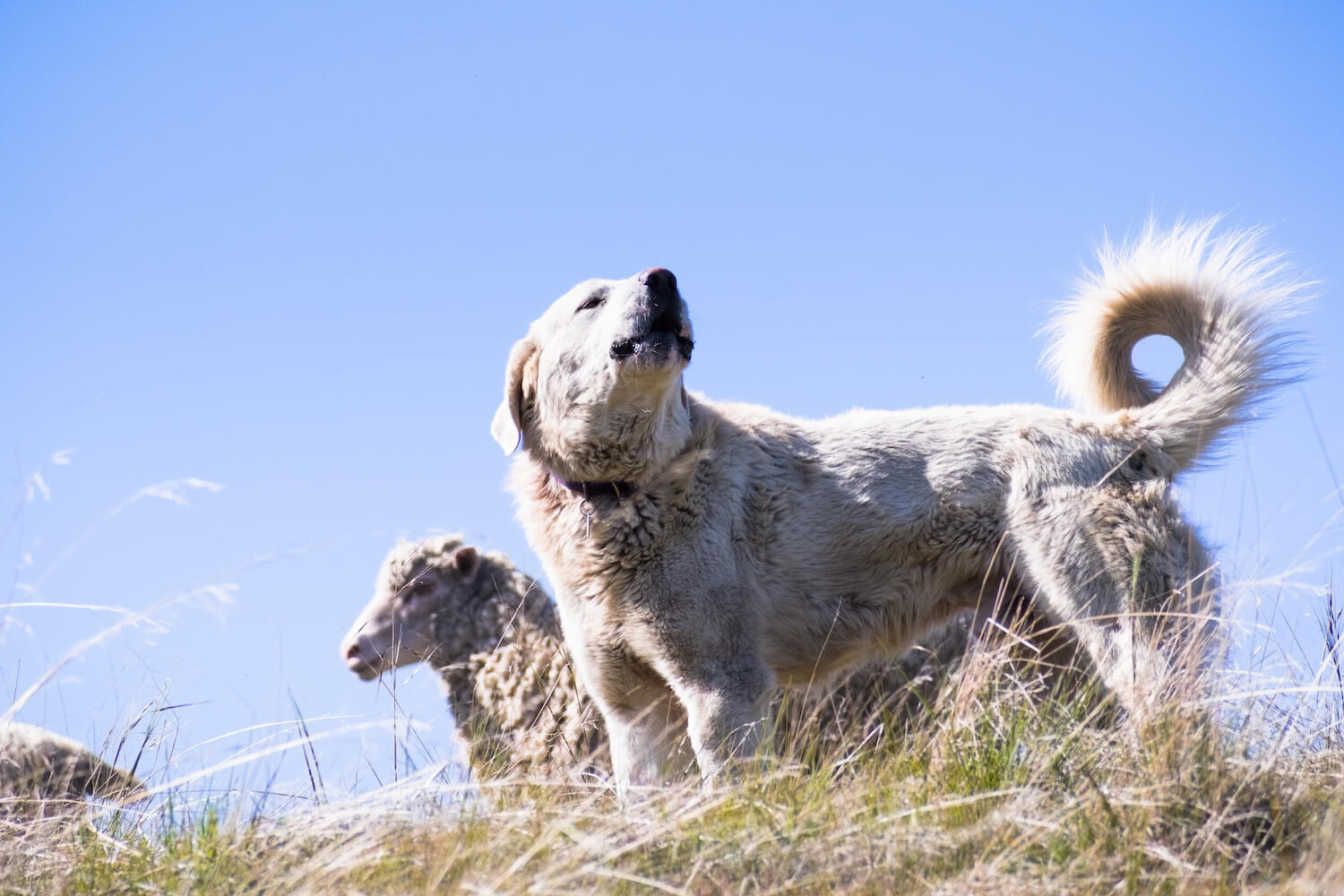 akbash-dog-guarding-a-sheep-herd-2021-08-30-23-48-35-utc