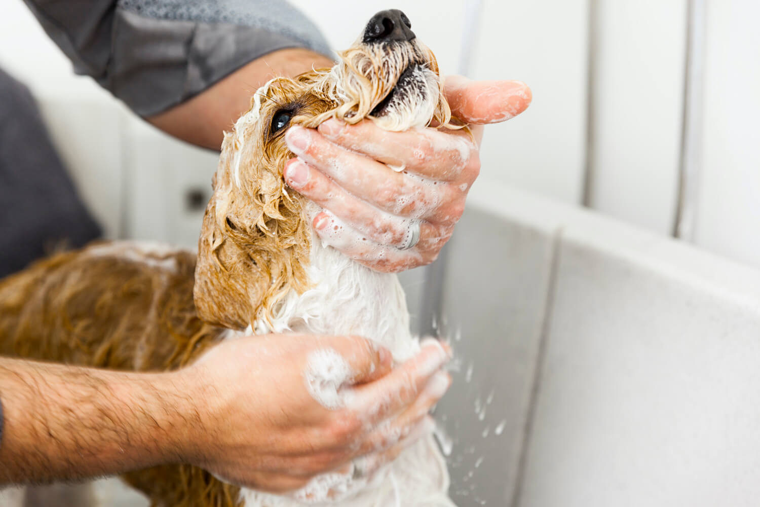 bathing-a-cute-dog-2021-08-26-15-27-21-utc