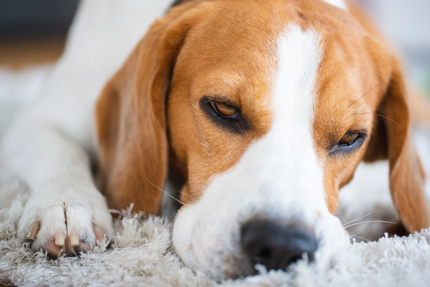 beagle-dog-close-up-on-a-carpet-falling-asleep-W6VR3PA