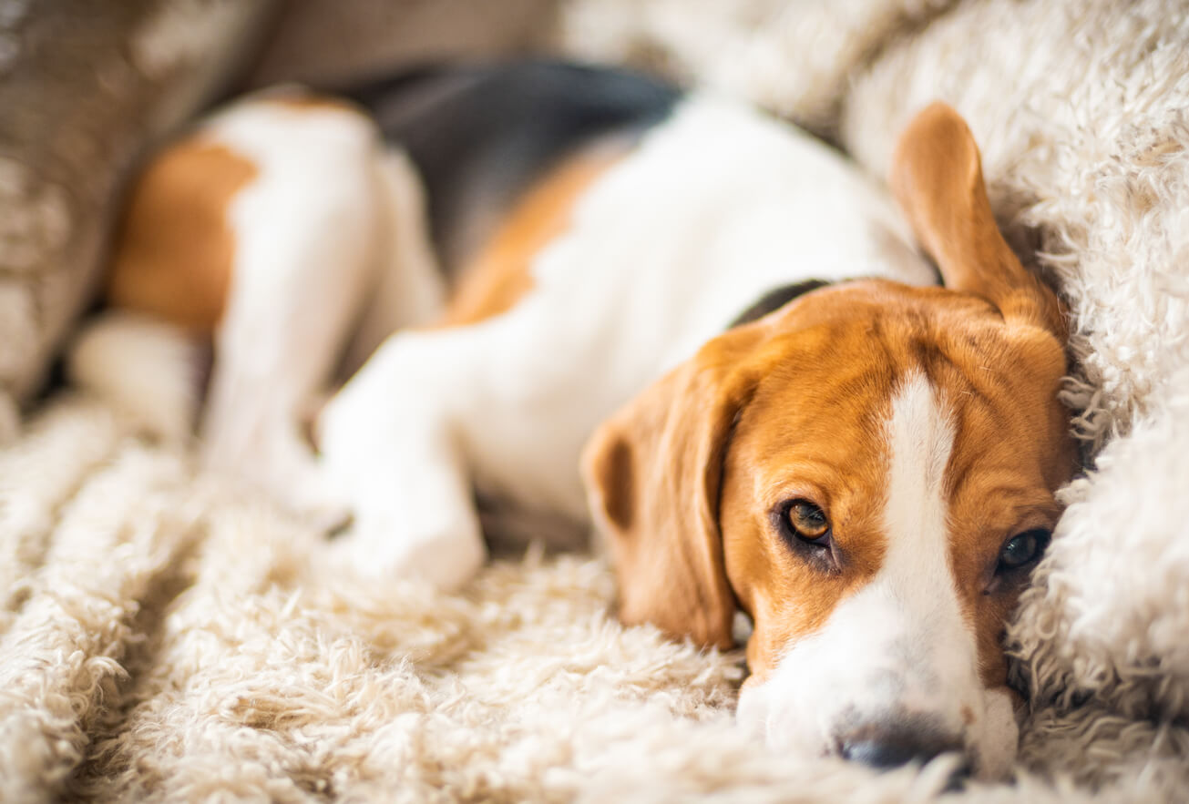 beagle-dog-resting-on-sofa-WUMFNDD