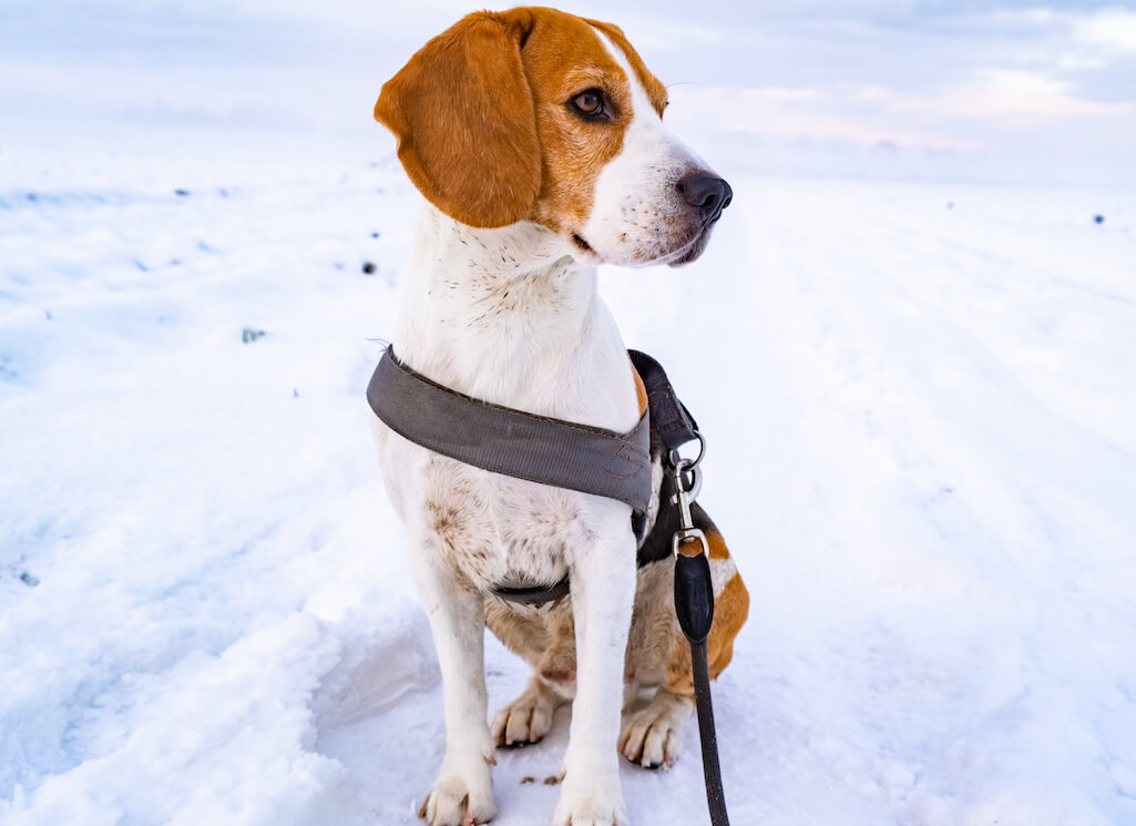 beautiful-dog-sits-on-snowy-road-on-leash-2021-08-30-06-50-19-utc