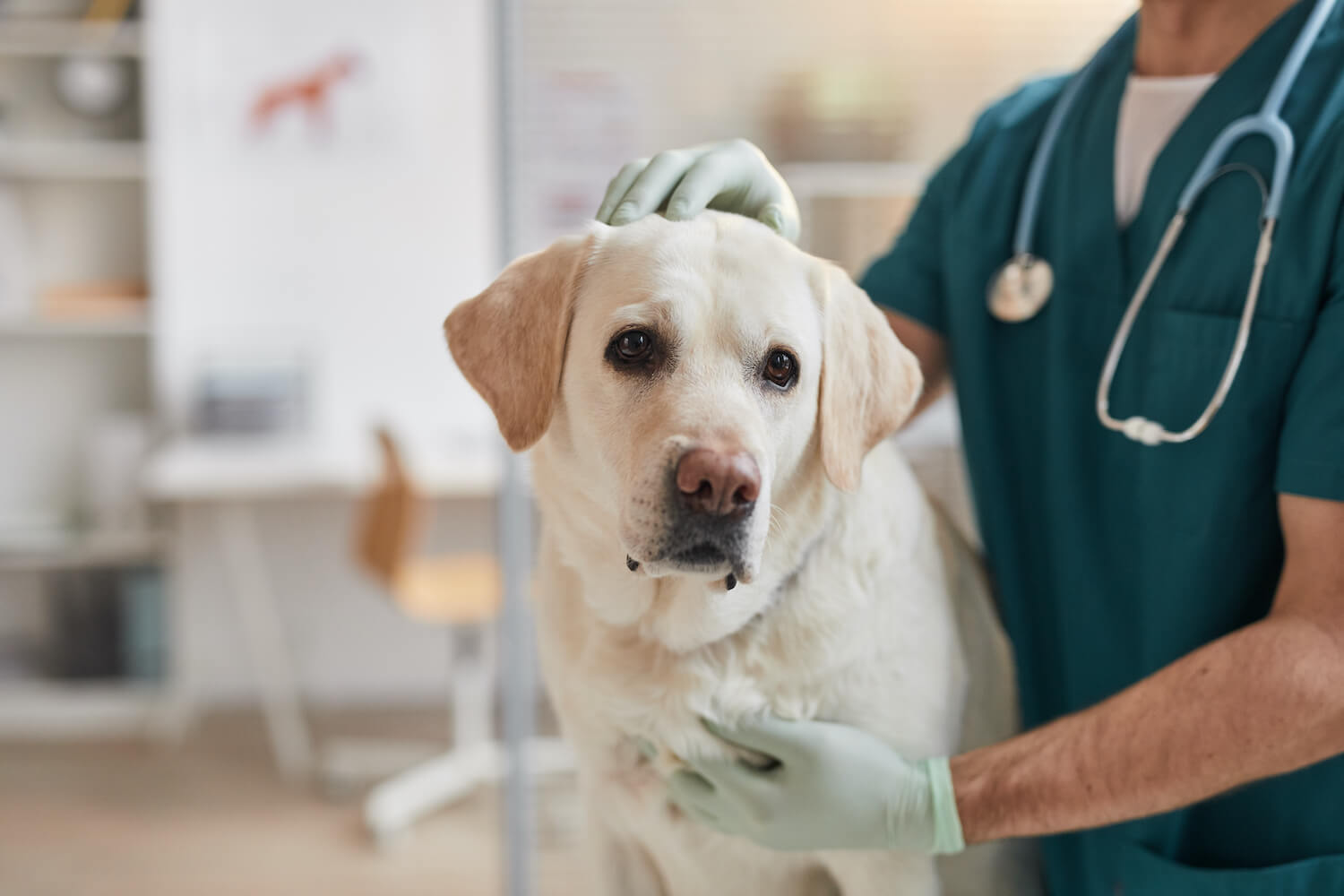 close-up-of-dog-at-vet-clinic-6WUUWRF