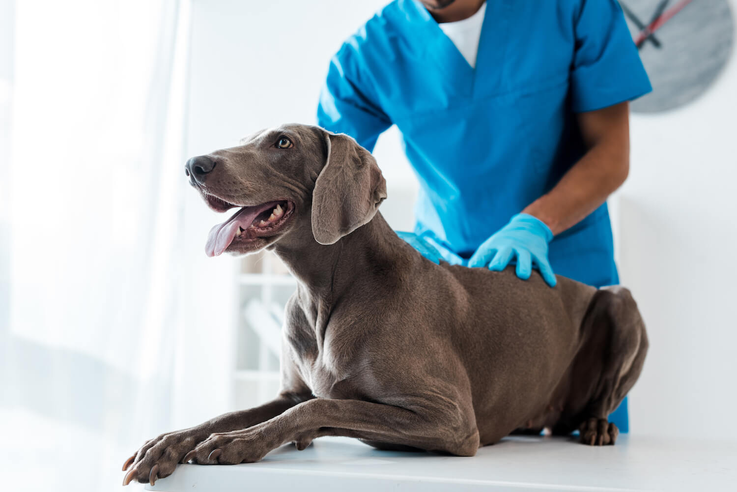 cropped-view-of-veterinarian-examining-back-of-wei-FMTNQXD