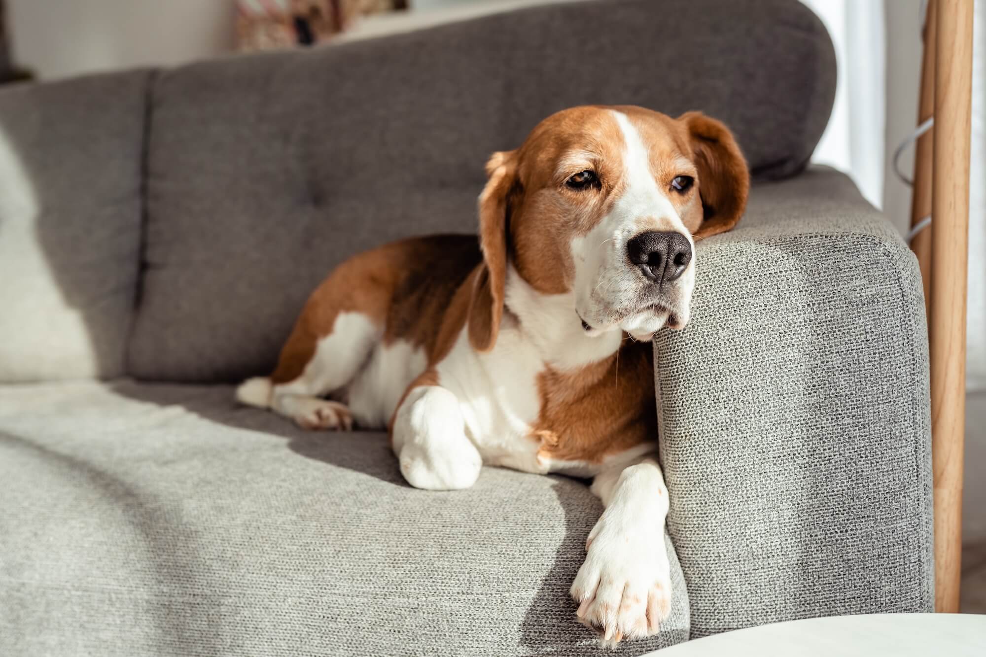 cute-beagle-dog-lying-on-the-couch-looking-at-wind-2022-04-28-07-57-37-utc