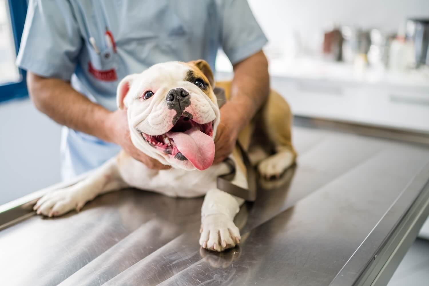 cute-dog-on-operating-table-in-hands-of-vet-2021-08-28-06-18-44-utc