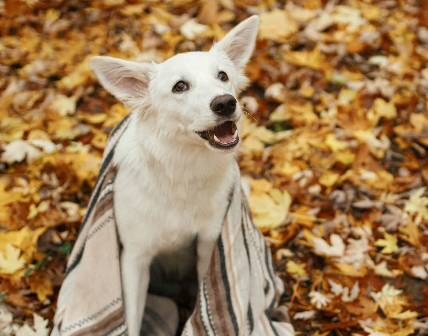 cute-dog-under-cozy-blanket-sitting-on-fall-leaves-4YFBX4B