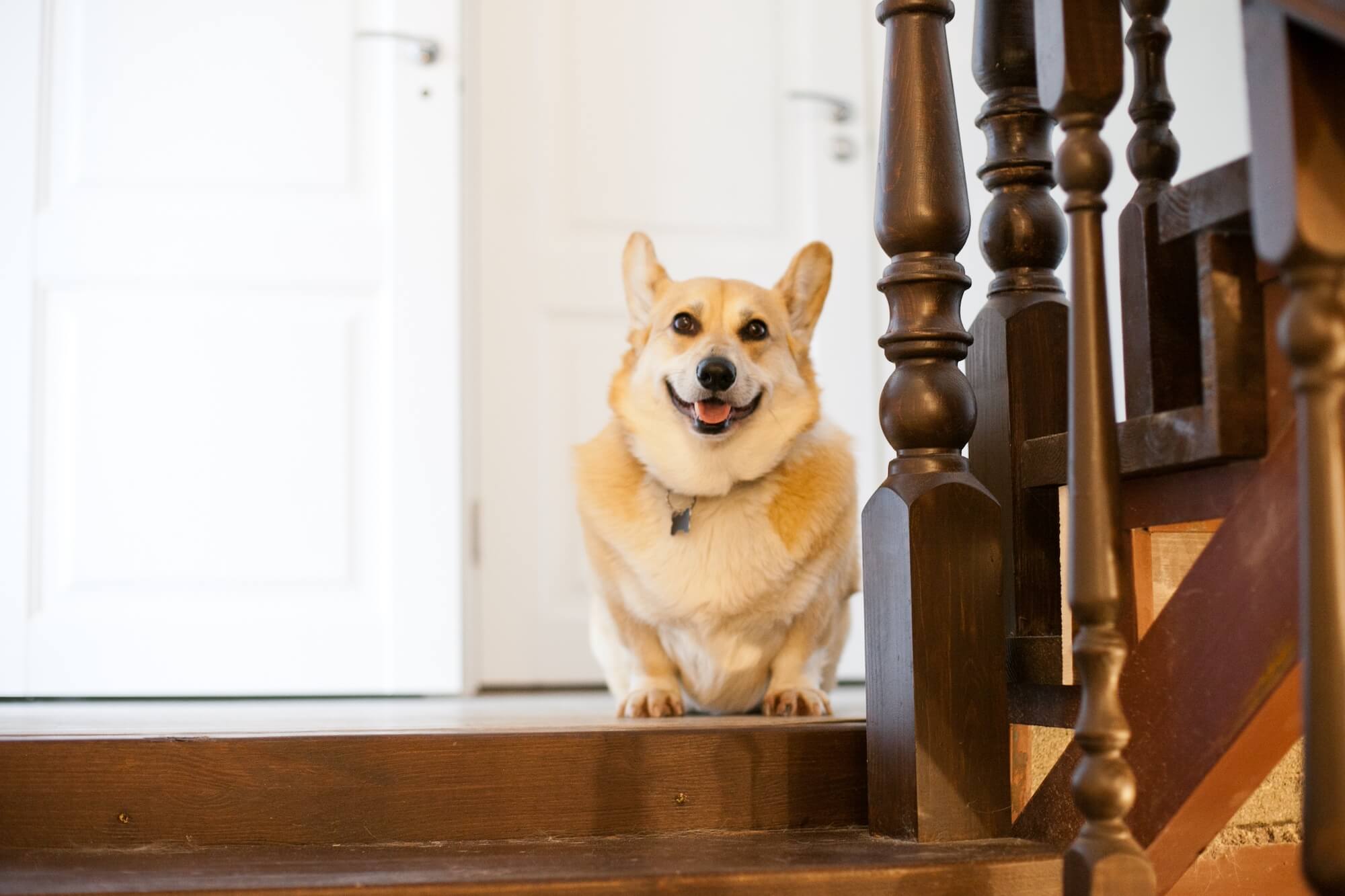 cute-fluffy-corgi-dog-at-home-on-the-wooden-stairs-2022-08-01-04-37-22-utc-2