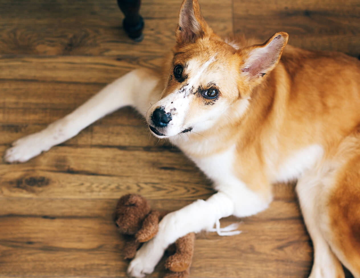 cute-golden-dog-lying-with-injured-paw-after-medic-45ZJAYR