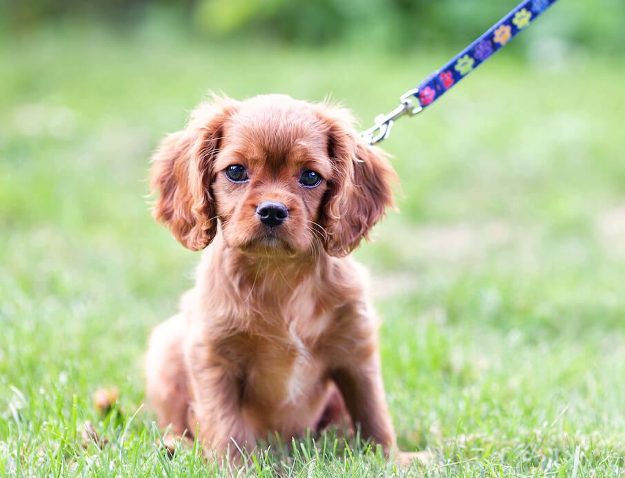 cute-puppy-on-the-leash-KWYLPB2