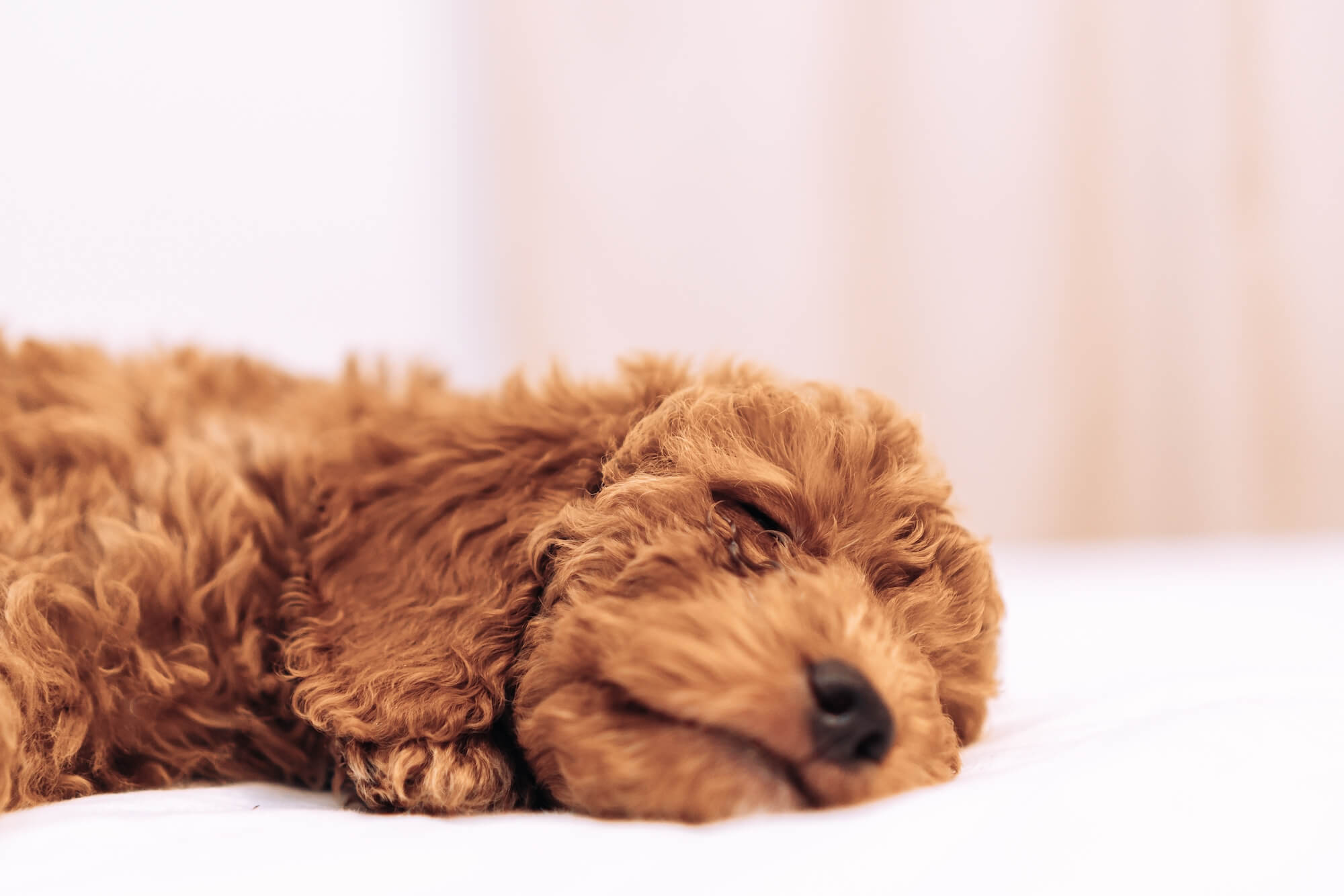 cute-sleeping-puppy-dog-2022-11-15-21-05-39-utc