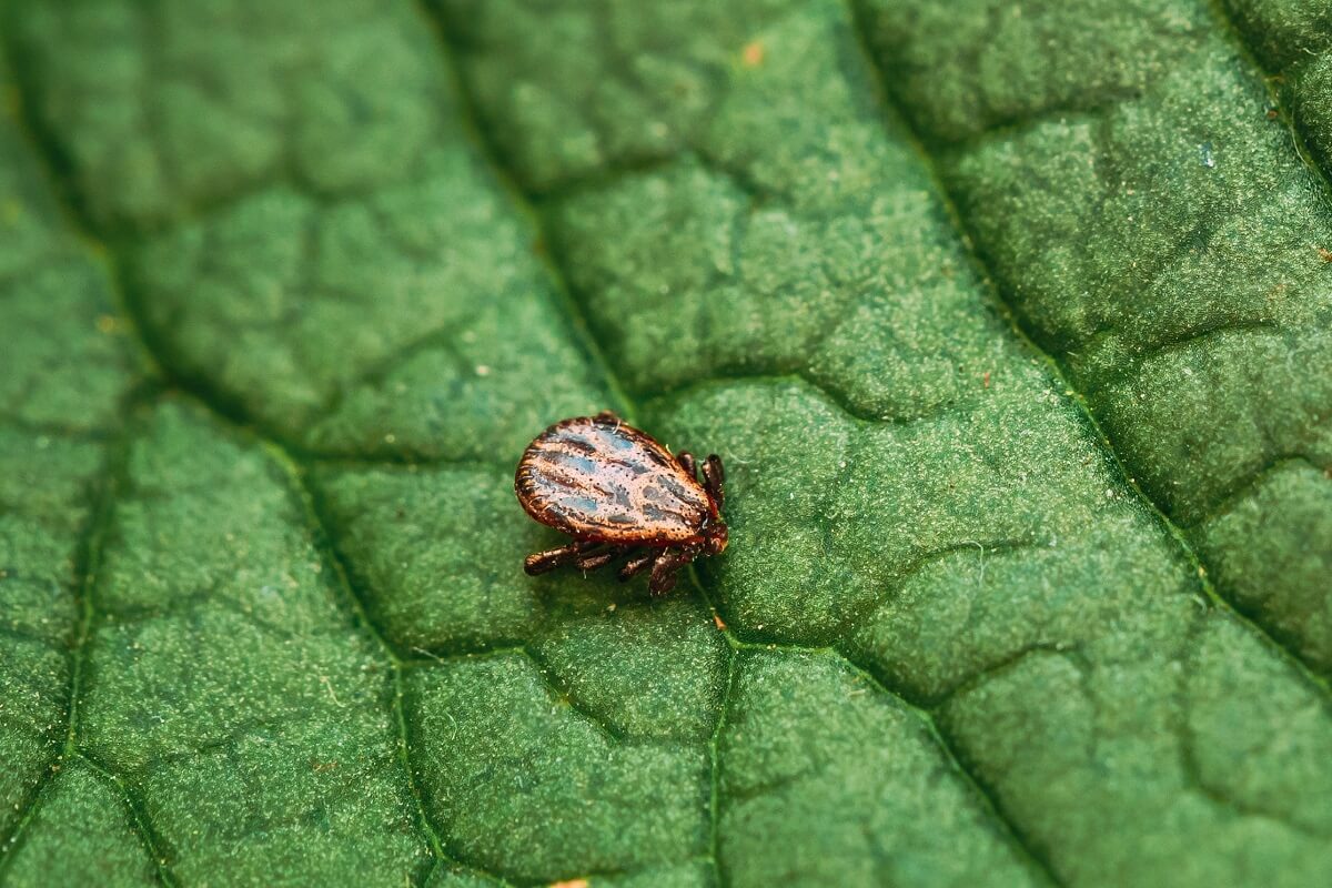 dermacentor-reticulatus-on-green-leaf-also-known-2021-08-27-17-56-25-utc