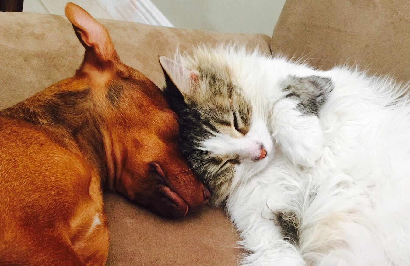 dog-and-cat-love-4SLHCXT