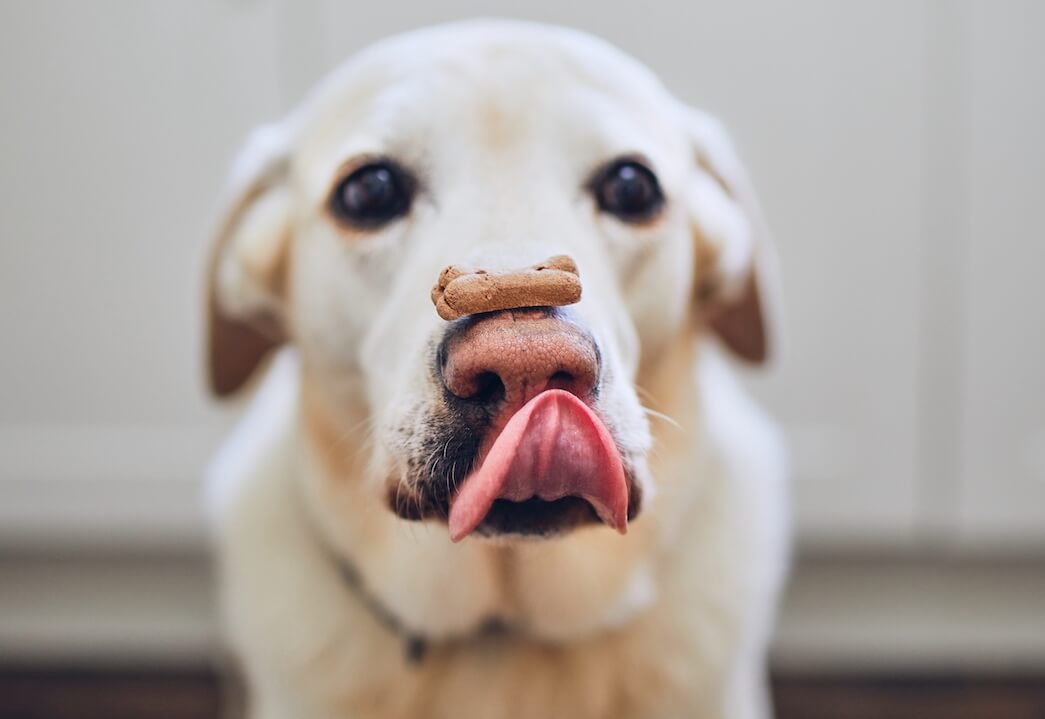 dog-balancing-dog-biscuit-on-his-nose-2021-08-26-22-38-54-utc