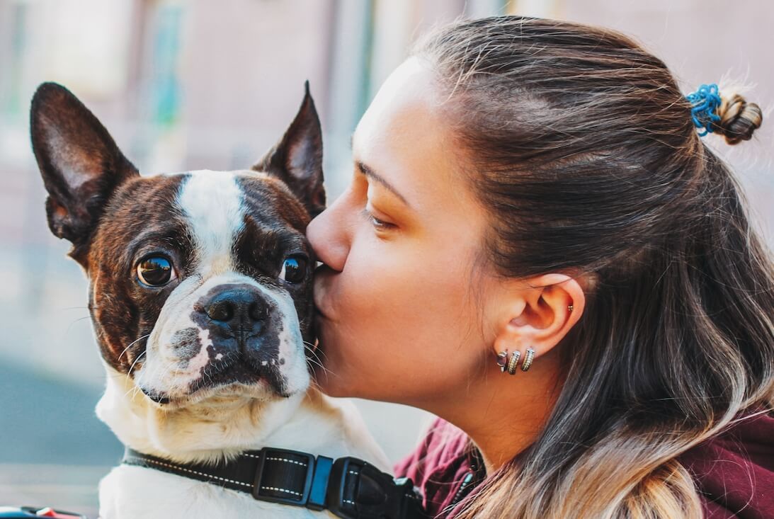 dog-boston-terrier-in-the-hands-of-woman-love-and--NTVJTFD