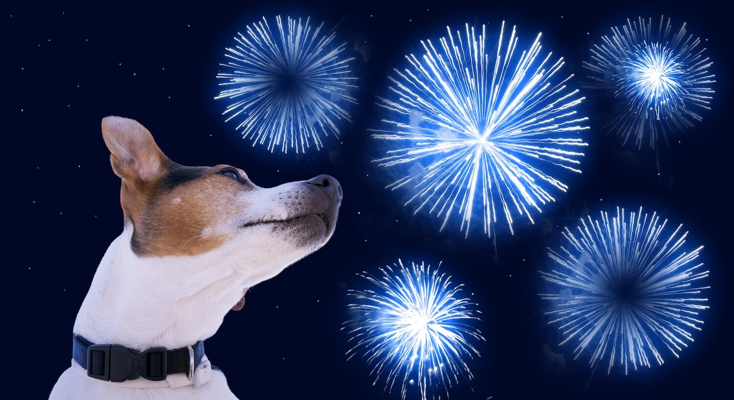 dog-head-against-sky-with-colored-fireworks-safet-2021-09-01-18-09-42-utc