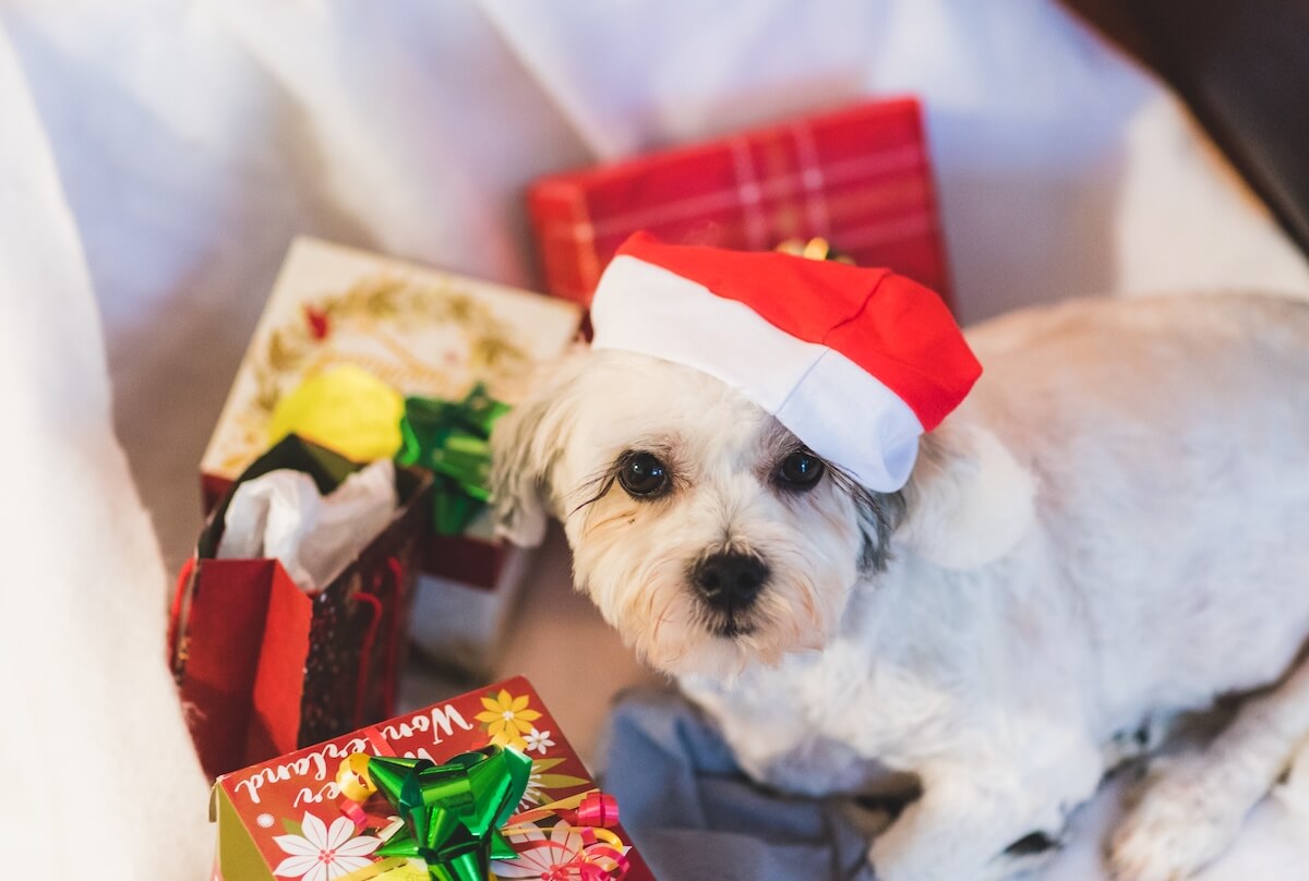 dog-in-santa-hat-amongst-christmas-presents-2021-08-30-09-22-04-utc